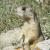 Jun 23: Prairie dog at the reservoir, Spring Creek Preserve (VW)