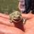 Jun 21: The Horned Lizard smiles (MB)