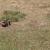 Jun 30: Prairie dog at the Wyoming/Utah border (GK)