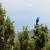 Jul 2: Mountain bluebird in the juniper at the White Mountain Petroglyphs (IB)