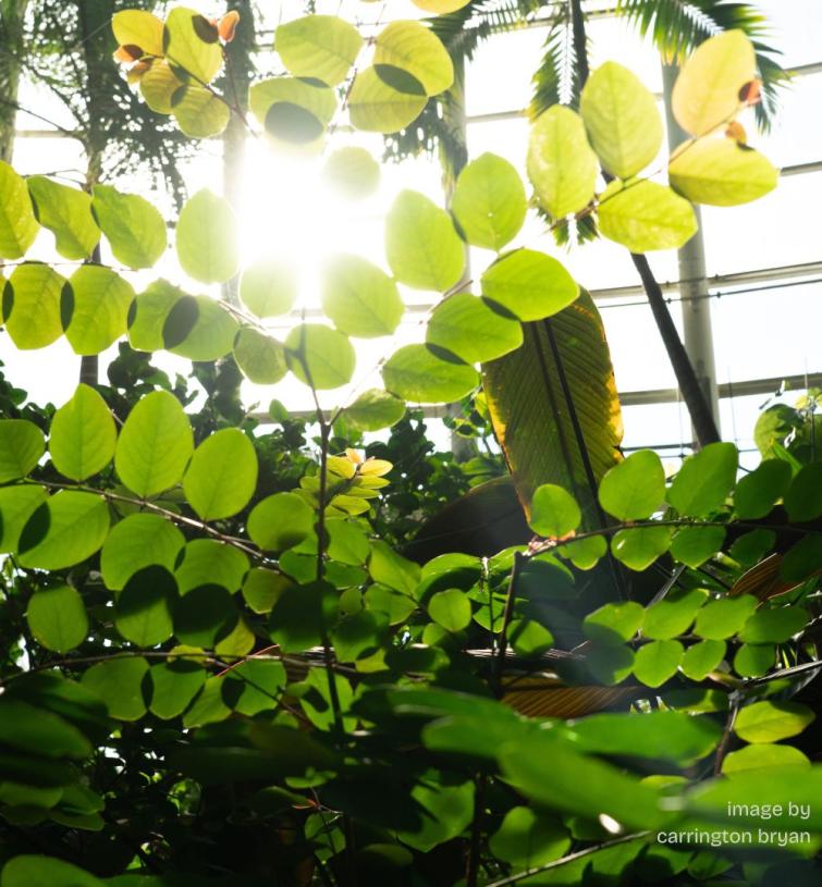 color image of green leaves rising up from the bottom of the frame to a backlit bolt of sun shining through conservatory glass